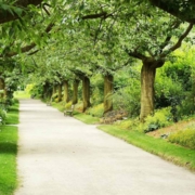 asphalt or concrete driveway pathway